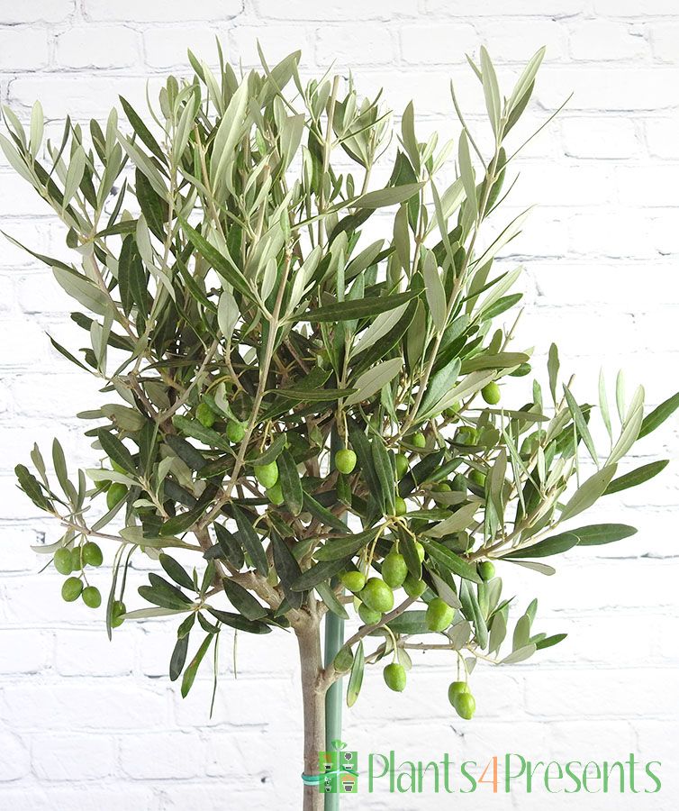 Olive Trees Large Olive Trees gift wrapped and delivered