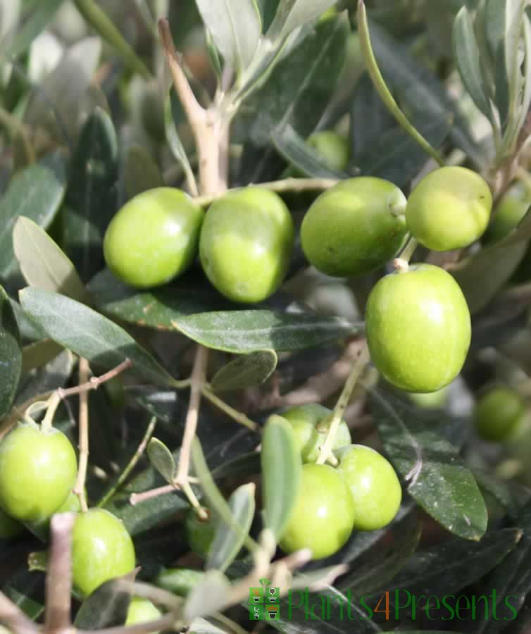 Olive Tree Grow your own olives, plant gifts delivered next day