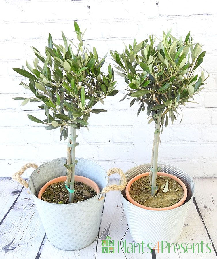 Pair of olive trees