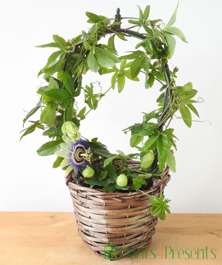 Passionflower hoop in willow basket