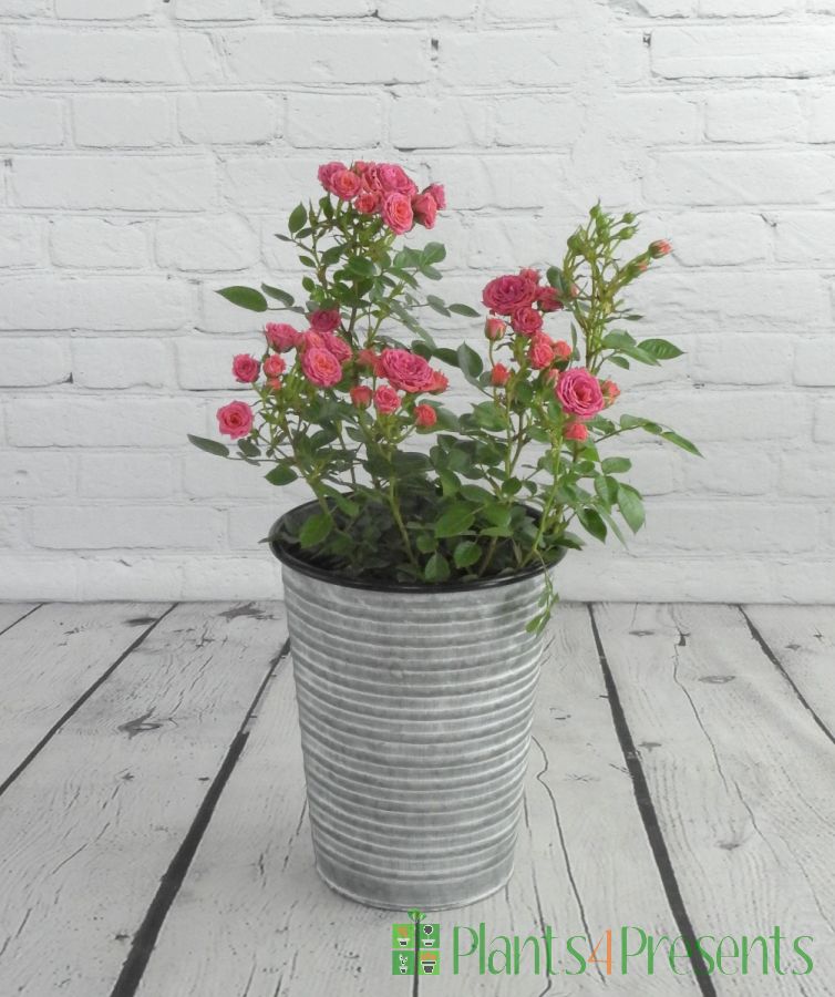 Patio Rose plants delivered as special occasion gifts