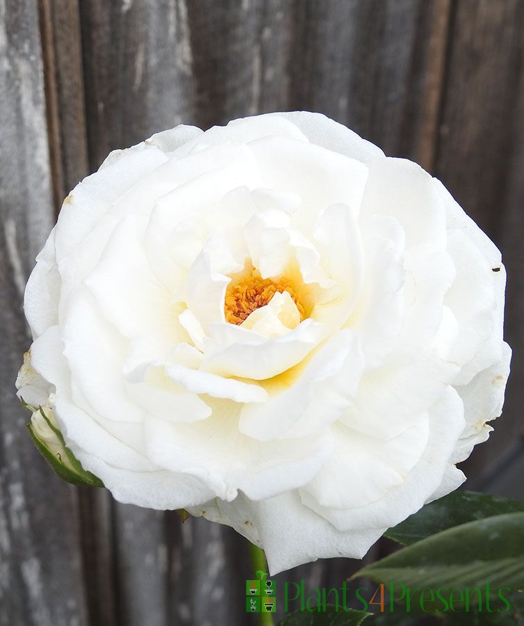 Patio Rose plants delivered as special occasion gifts