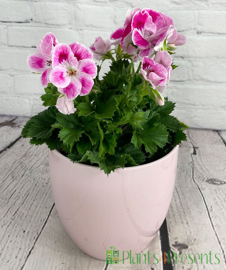 Pink Pelargonium Make Great Ts 8850