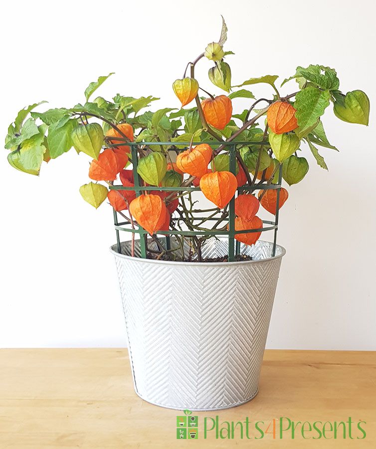 Physalis plant in zigzag pail