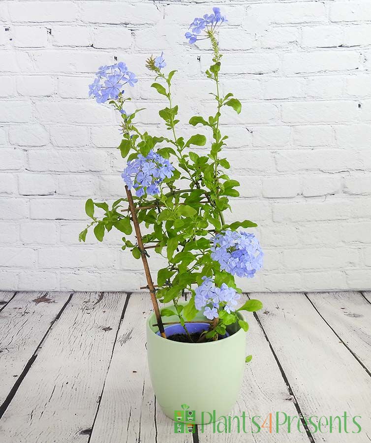 Plumbago Flowering plant gifts delivered for special occasion
