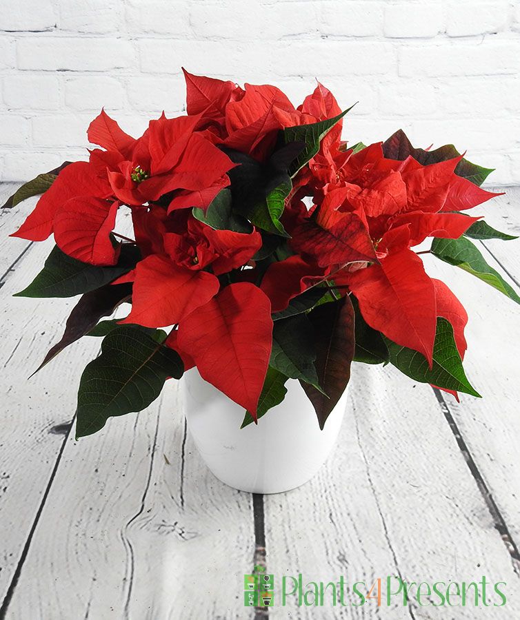 Red Poinsettia plants delivered as festive gifts for Christmas