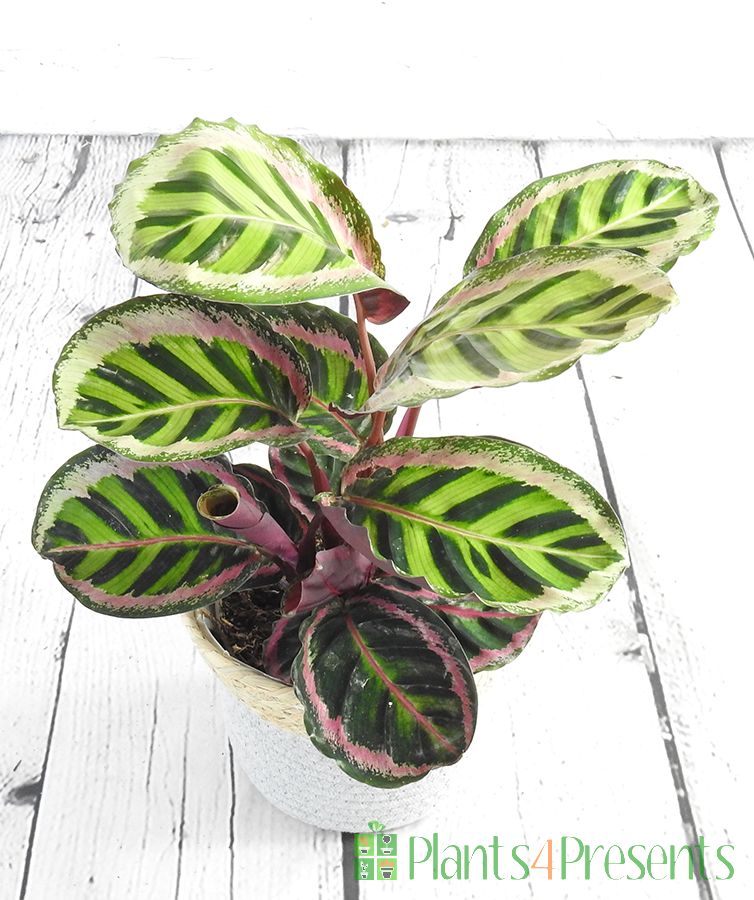 Prayer Plants Houseplants delivered as gifts across the UK