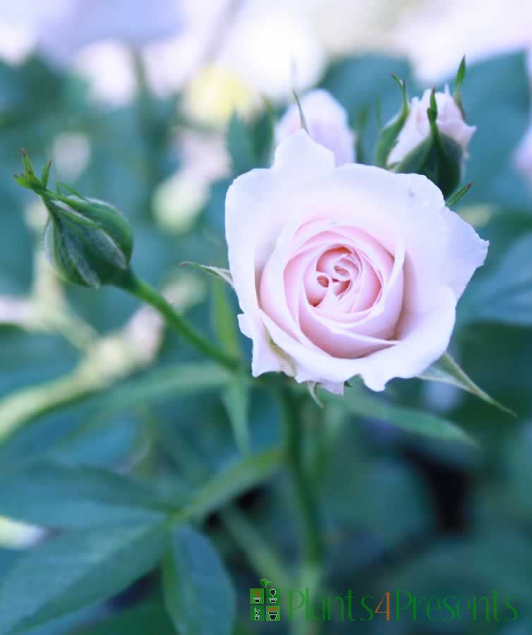 Patio Rose plants delivered as special occasion gifts