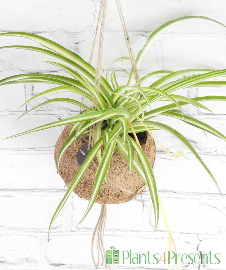 Hanging Spider Plants Popular and easy to care for plant gifts