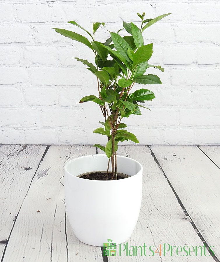 Tea Plant, Camellia sinensis