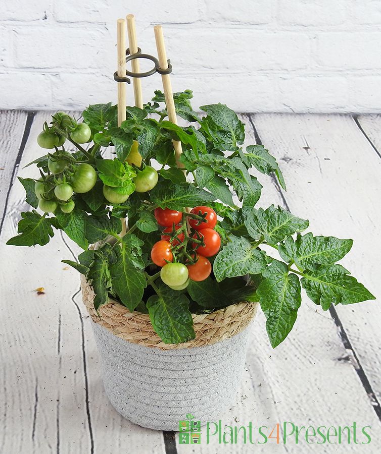 Dwarf cherry tomato plant with green and ripe fruit.
