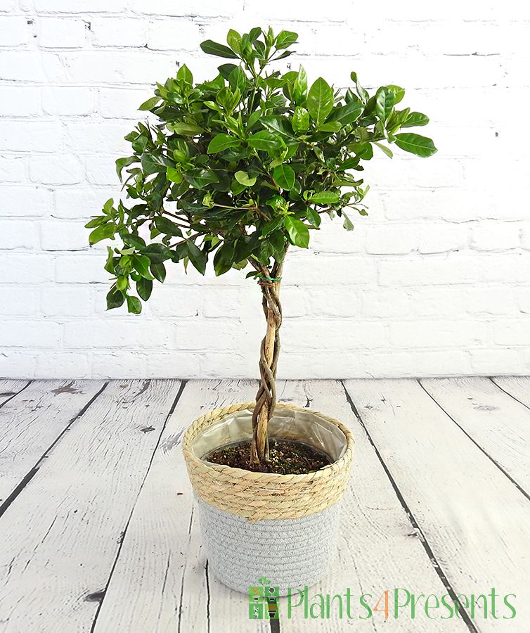 Topiary Gardenia