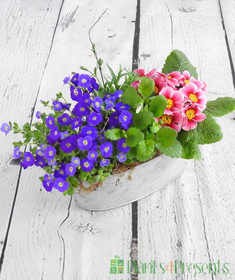 Vintage trough with late spring flowers