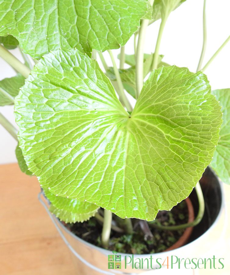 Wasabi Plants delivered as gifts across the UK.