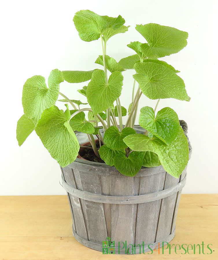 Wasabi Plants delivered as gifts across the UK.