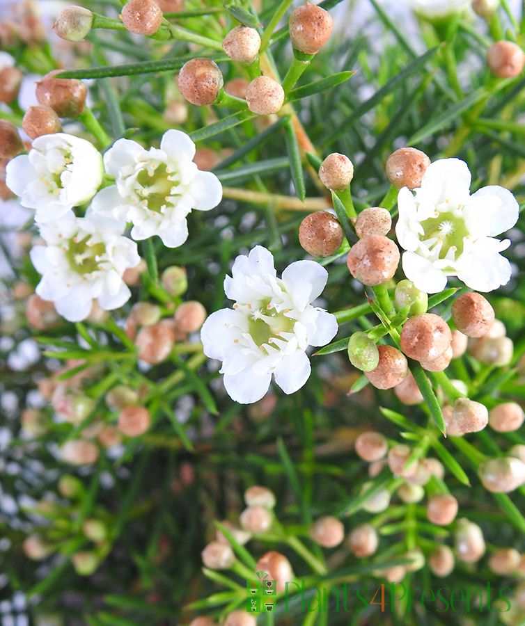 Australian Wax Flowers - (chamelaucium) Delivered As Gifts