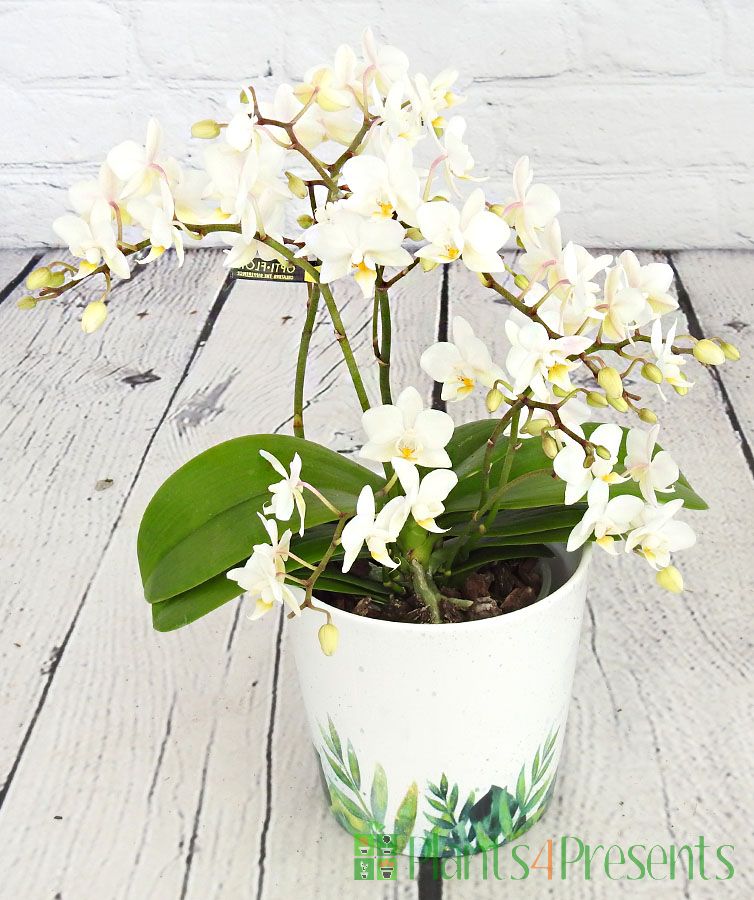 Wild orchid in full bloom in botanic print pot