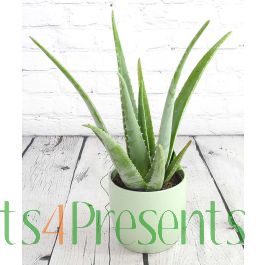 19+ Biggest Aloe Vera Plant