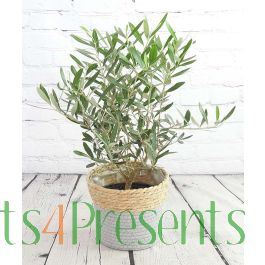 Olive Bush | Send baby olives trees as plant gifts, fast UK delivery