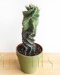 Spiral cactus plant