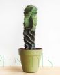 Spiral cactus in green pot