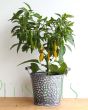 Chilli Plant yellow