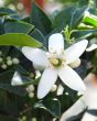 Scented Chinotto flowers