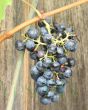 Regent grapes on vine