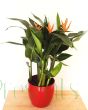 Orange Parrot plant in large red ceramic pot