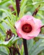 Edible Hibiscus Flower Closeup