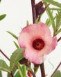 Edible Hibiscus Flower