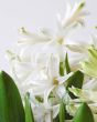White Hyacinth flower close up