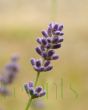 Lavender plant closeup