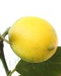 Ripe Lemon Meyer 
