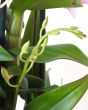 Giant Dendrobium Orchid