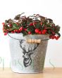 Gaultheria procumbens or partridge berry plants delivered as gifts