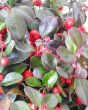 Gaultheria procumbens or Checkerberries