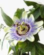 Close up of passionflower