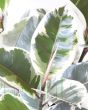 Close Up of Variegated Rubber plant foliage