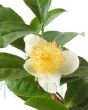 Assam Tea Flower