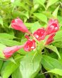 Red Weigela flowers