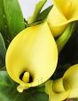 yellow calla lilly close up