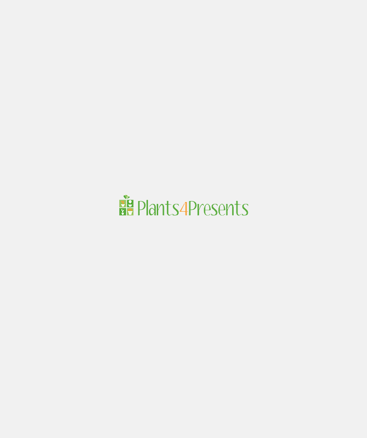 Send a Coffee Plant as a plant gift Quality Plants, Fast