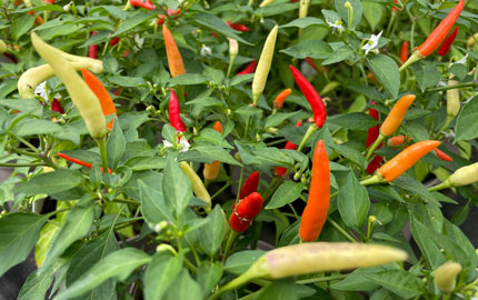 Basket of Fire chilli plants