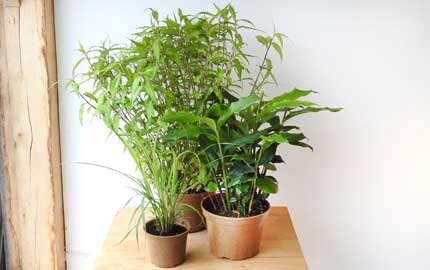 Exotic herbs in Biodegradable Vipots