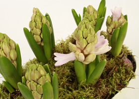 pink hyacinths