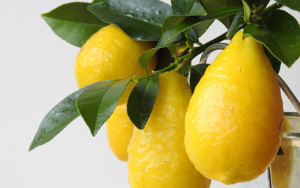 Lara Lemon
