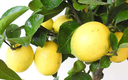 fruiting lemon trees