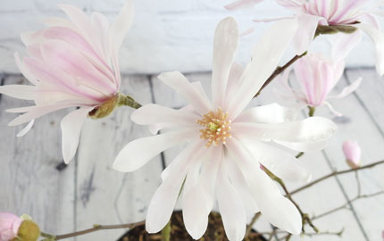Flowering Magnolia Stellata