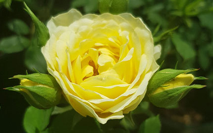 yellow patio rose